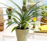 Pineapple Fruit Plant