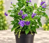 Purple Duranta Flower Plant – Duranta Erecta Live Ornamental Flowering Plant