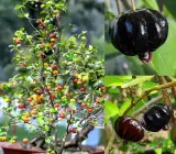 Black Surinam cherry FRUIT PLANT