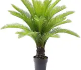 Cycus plant