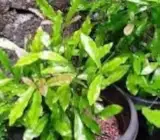 Miracle Fruit Live Plant – Synsepalum Dulcificum Premium Exotic Berry Plant