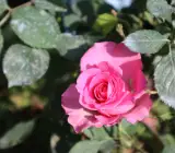 Rose Flower Plant | Beautiful Live Rose Plant for Home Garden
