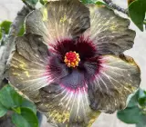 Australian Hibiscus Flowers Plants