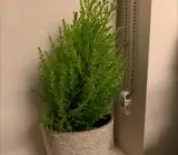 Oriental Arbor-Vitea plant