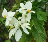 Mussaenda white flower plant