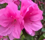 Azalea FLOWERING PLANTS(PURPLE)