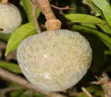 Ramphal (Grafting) - Fruit Plant