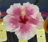 Austrian Hibiscus Plant (WHITE AND PINK SHADED)