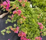 Rainbow Variegated Bougainvillea
