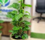 Money plants