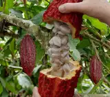 Cocoa Fruit Plant
