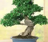 Bonsai Plant