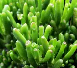 CRASSULACEA FINGERS PLANT