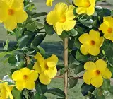 MANDEVILLA FLOWERING PLANT(YELLOW)