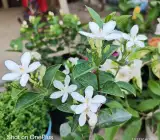 Bhutan Tagar flower plant