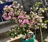 BOUGAINVALLEA FLOWERING PLANT( PINK AND WHITE SHADED)