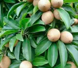 THAI CHIKU (SAPHOTA)GRAFTING FRUIT PLANT