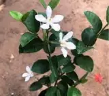 BHUTANMALLIKA FLOWERING PLANT
