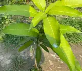 Totapuri Mango Plant (Grafted)