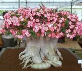 Adenium Aarabicum (Desert Rose) Plant