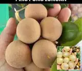 Ping Pong Longan Grafted Fruit Plant – Premium Sweet Longan Live Plant