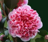 CAMELLIA FLOWERING PLANT(THOKA)