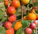 Kashmiri Apple Ber – Grafted and Hybrid Plants