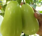Thai Green Water Apple