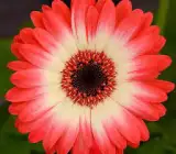 Tissue culture Gerbera plants