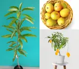 Honeydew Mango Plant (Grafted)