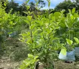 Kashmiri Sweet Red Cherry Grafted Fruit Plant – Premium Live Plant