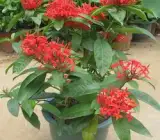 Chinese ixora FLOWERING PLANT(RED)