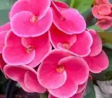 Euphorbia flowering plant(PINK)