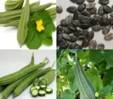 Hybrid Seeds Machar Jhinga No. 1 Seeds Fresh Ridge Gourd Seeds