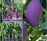 Palmer Mango Grafting Plant