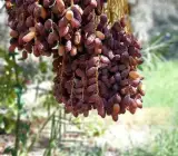 Zahidi Variety Date Palm Live Plant – Premium Sweet Date Fruit Plant
