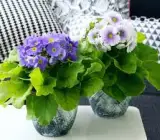 PRIMULA OBCONICA FLOWERING PLANT(VIOLET)