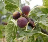 FIVE FINGERS FIG PLANT