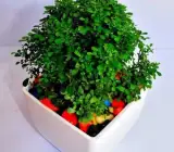 Ball kamini plant