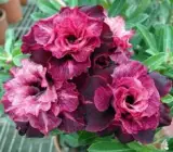 Adenum Grafted Plants