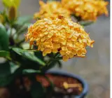 Chinese ixora yellow- Flower Plant