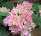 BOUGAINVALLEA FLOWERING PLANT( PINK AND WHITE SHADED)