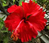 Austrian Hibiscus (RED THOKA)