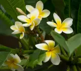 Kath Tagor Flower Plant