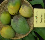 Neeluim Bori Mango ( Grafting) Plant