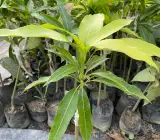 Amrapalli Mango Plant (Grafted)