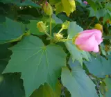 Sthal Padma Flower Plant