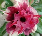 Adenum Rose Variety Grafting Plant