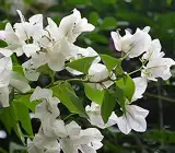 BOUGAINVILLEA FLOWERING PLANT(WHITE)