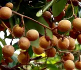 4 Season Longon Fruit Plant